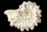Bumpy Douvilleiceras Ammonite - Madagascar #79129-1
